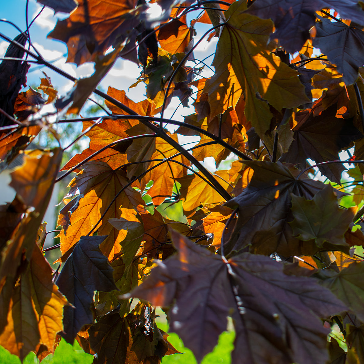 Royal Red Norway Maple – Acer platanoides ‘Royal Red’