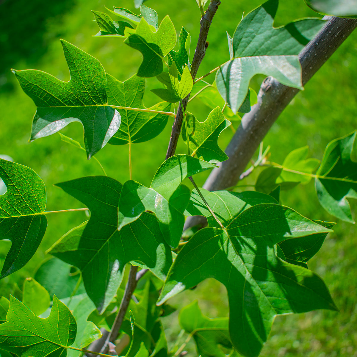 Tulip Tree – Liriodendron tulipifera