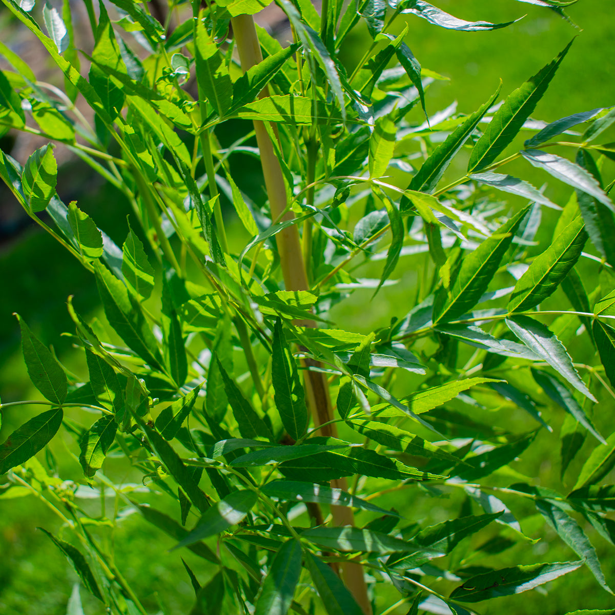 Schmalblättrige Esche ‘Raywood’ – Fraxinus angustifolia ‘Raywood’