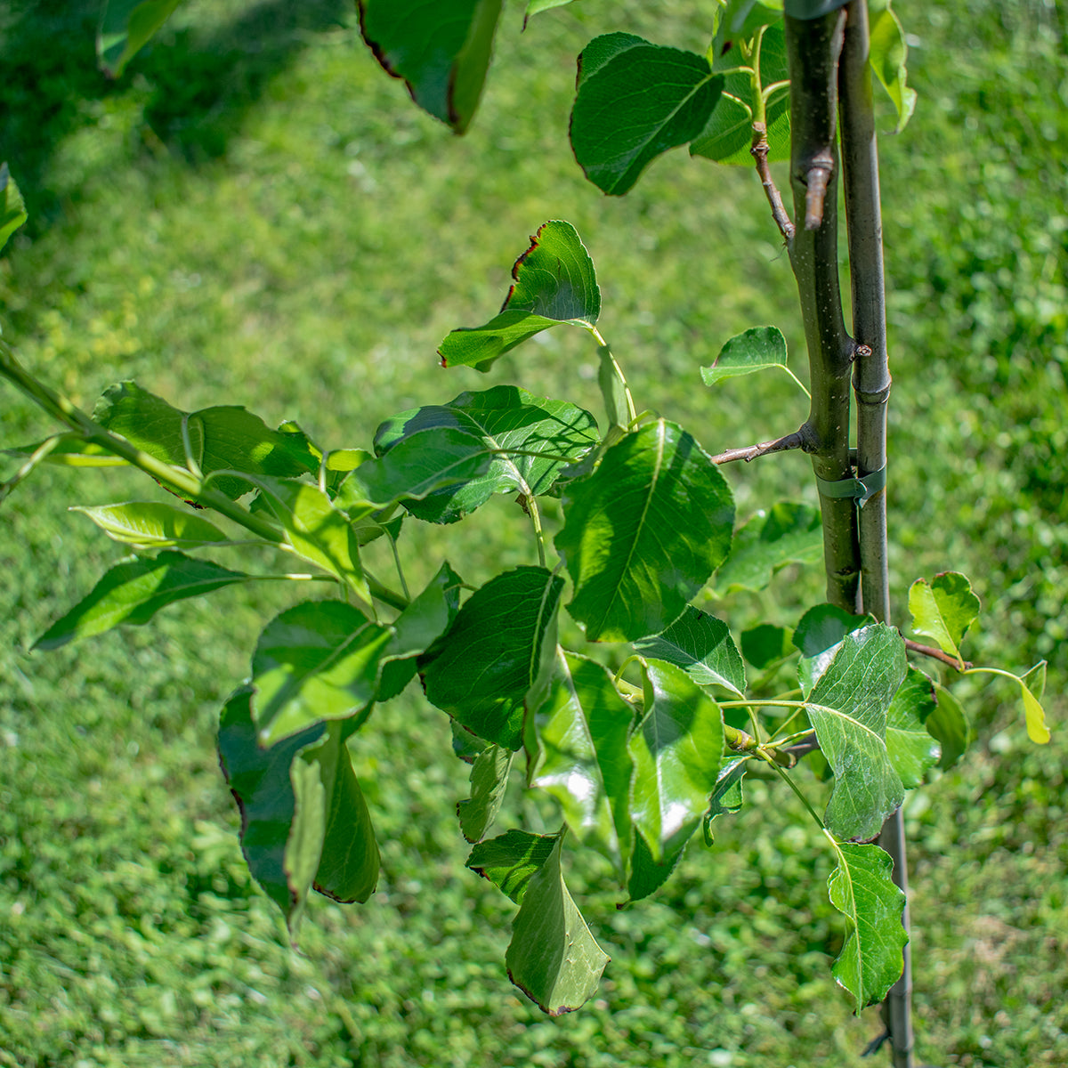 Chanticleer Callery Pear – Pyrus calleryana ‘Chanticleer’
