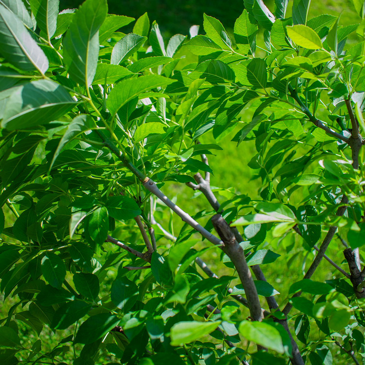 Globosa Dwarf Steppe Cherry – Prunus fruticosa ‘Globosa’