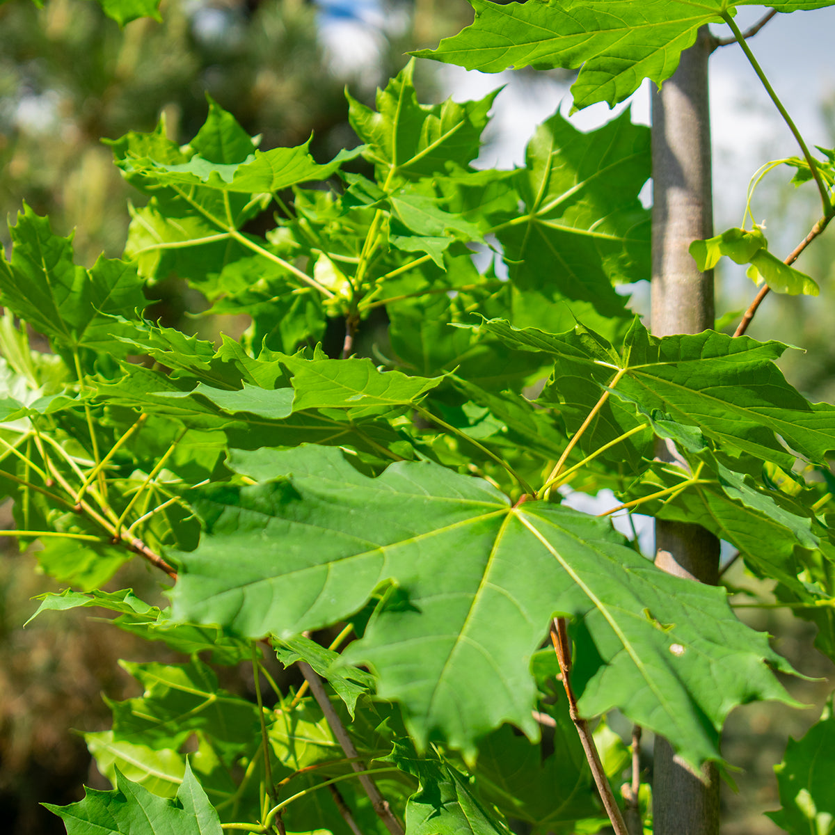 Norway Maple – Acer platanoides