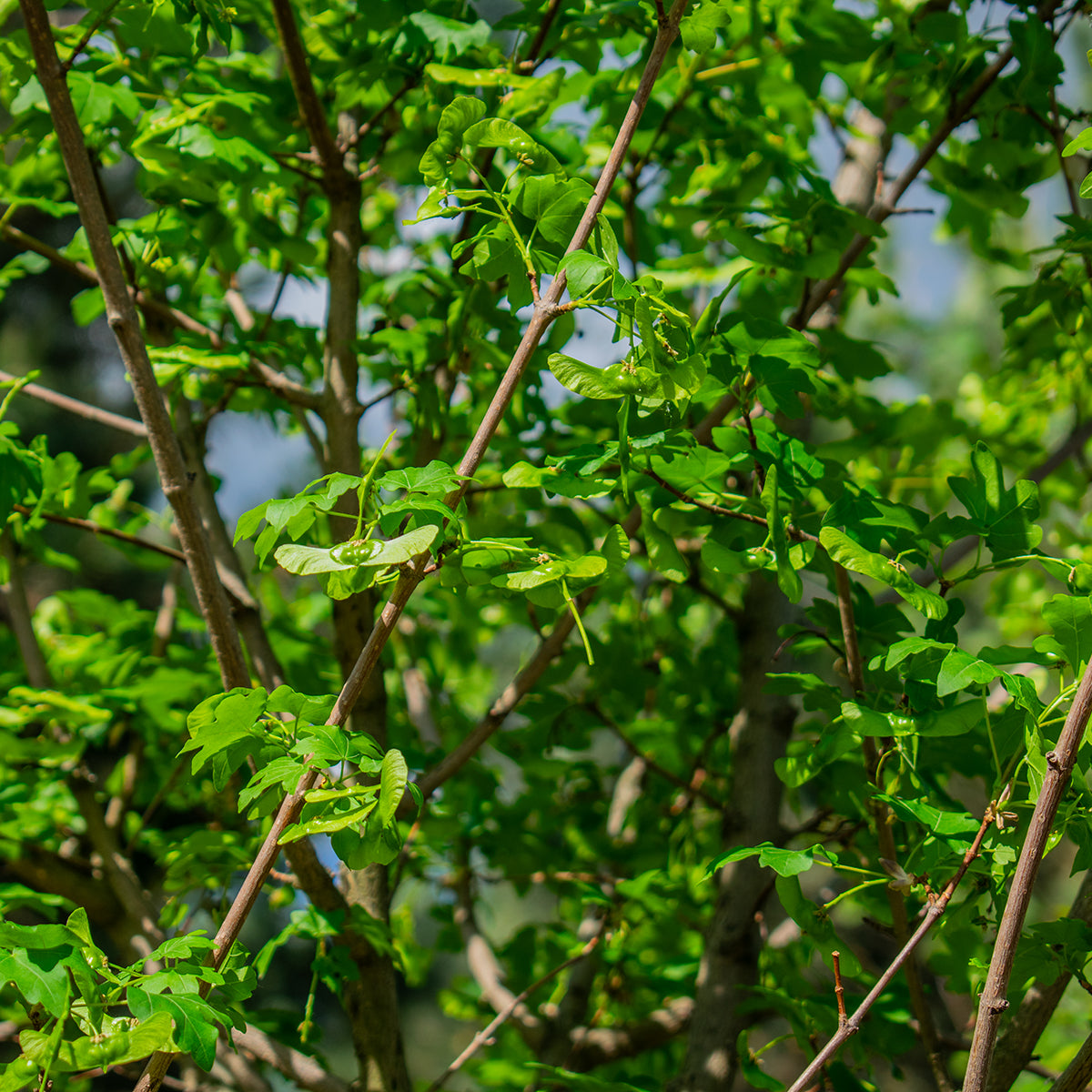 Elsrijk Field Maple – Acer campestre ‘Elsrijk’