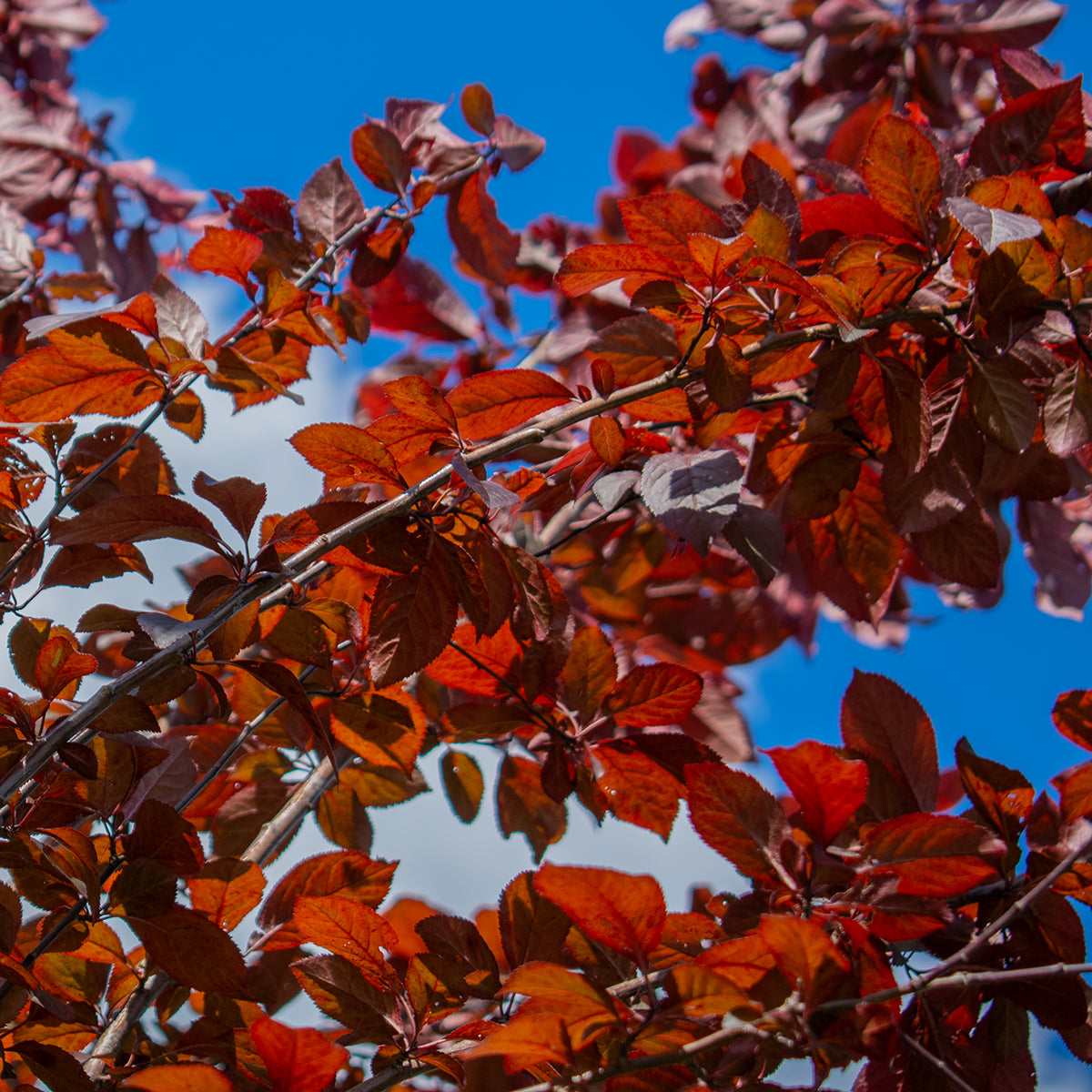 Nigra Purple-leaf Plum – Prunus cerasifera ‘Nigra’
