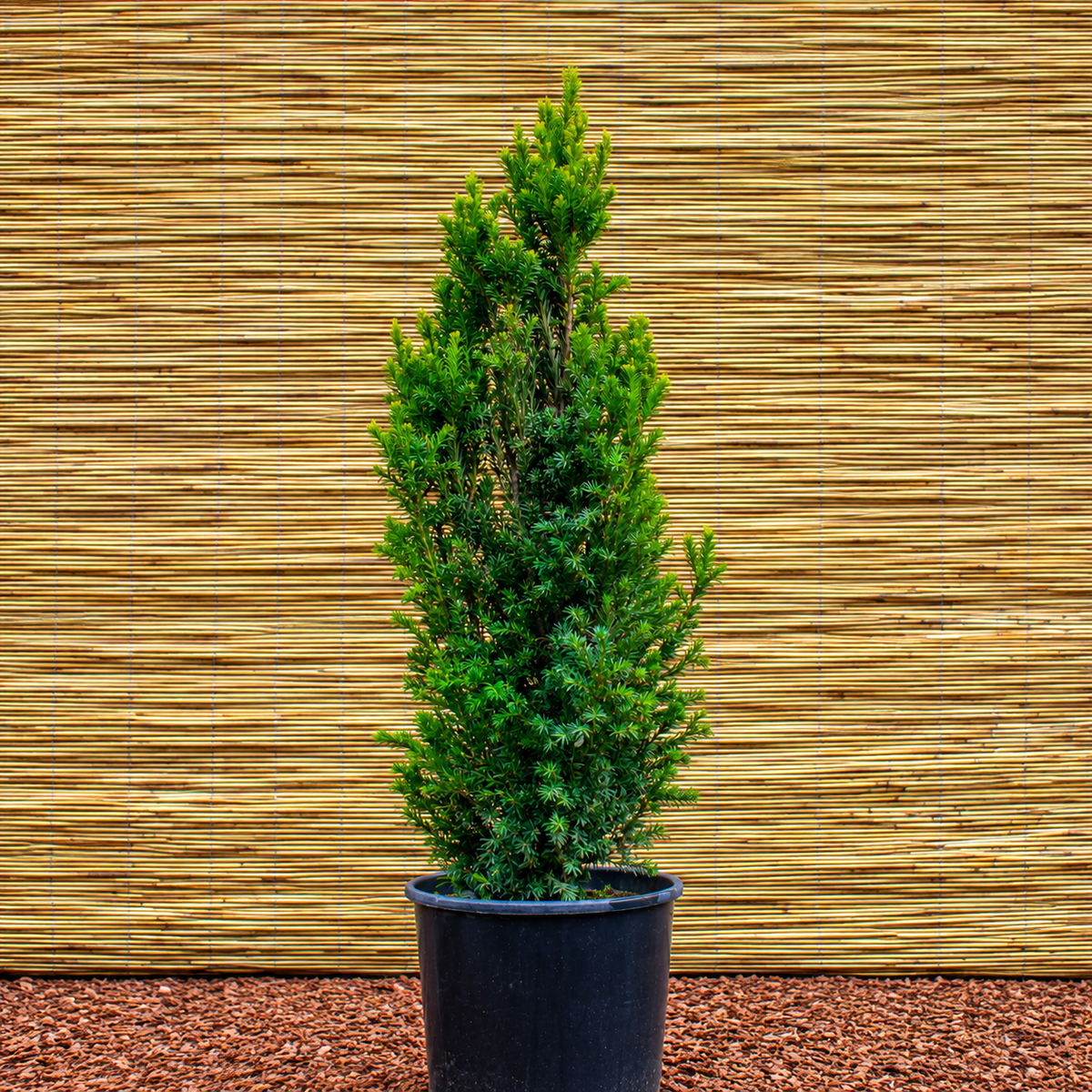 Säuleneibe ‘Fastigiata Robusta’ – Taxus baccata ‘Fastigiata Robusta’