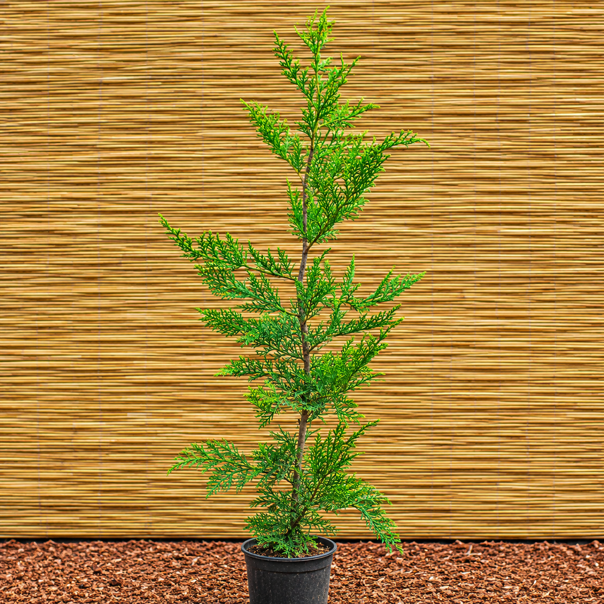 Leyland-Zypresse – × Cuprocyparis leylandii