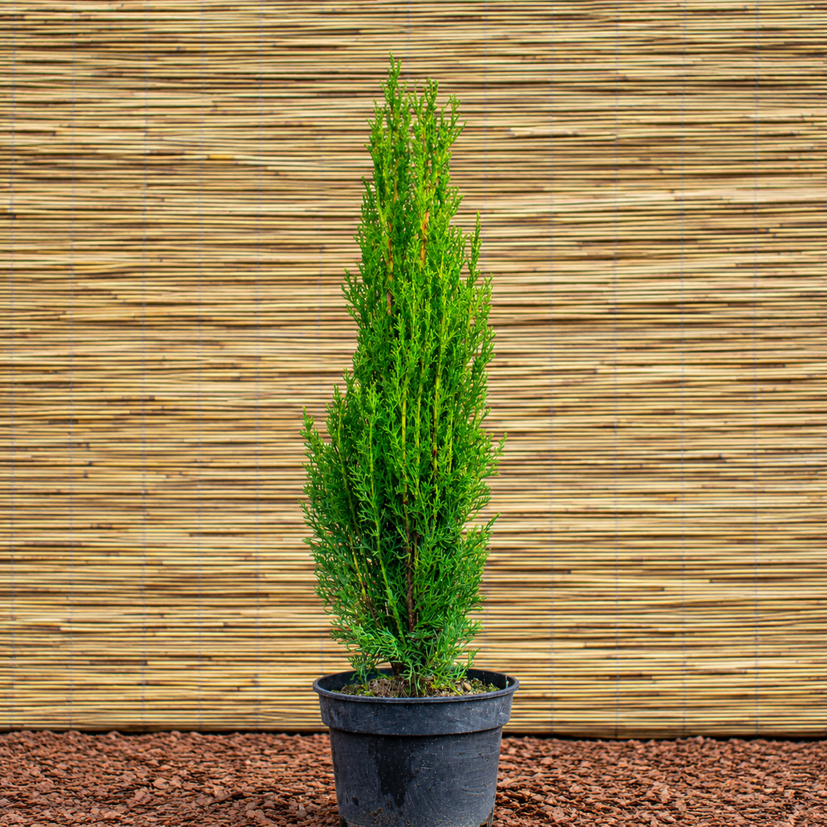 Mittelmeer-Zypresse ‘Pyramidalis’ – Cupressus sempervirens ‘Pyramidalis’