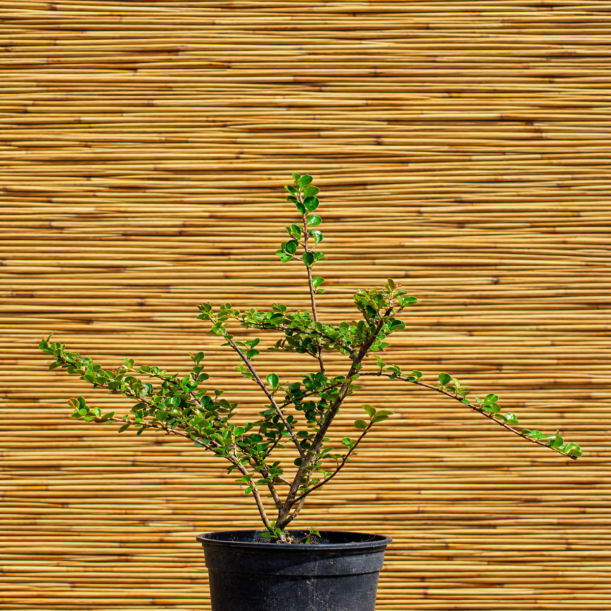 Madárbirs ‘Royal Beauty’ – Cotoneaster ‘Royal Beauty’