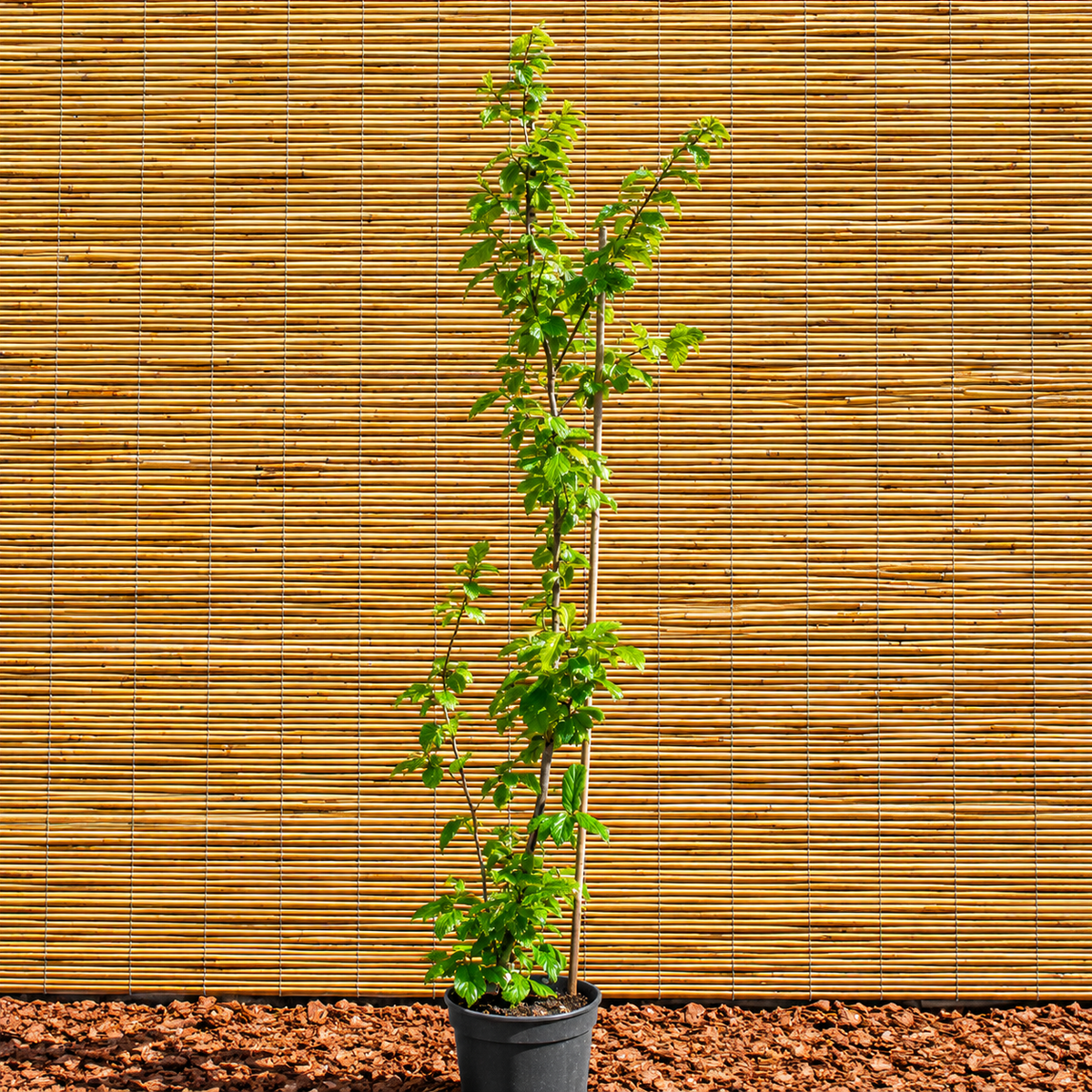 Bella Persian Ironwood – Parrotia persica ‘Bella’