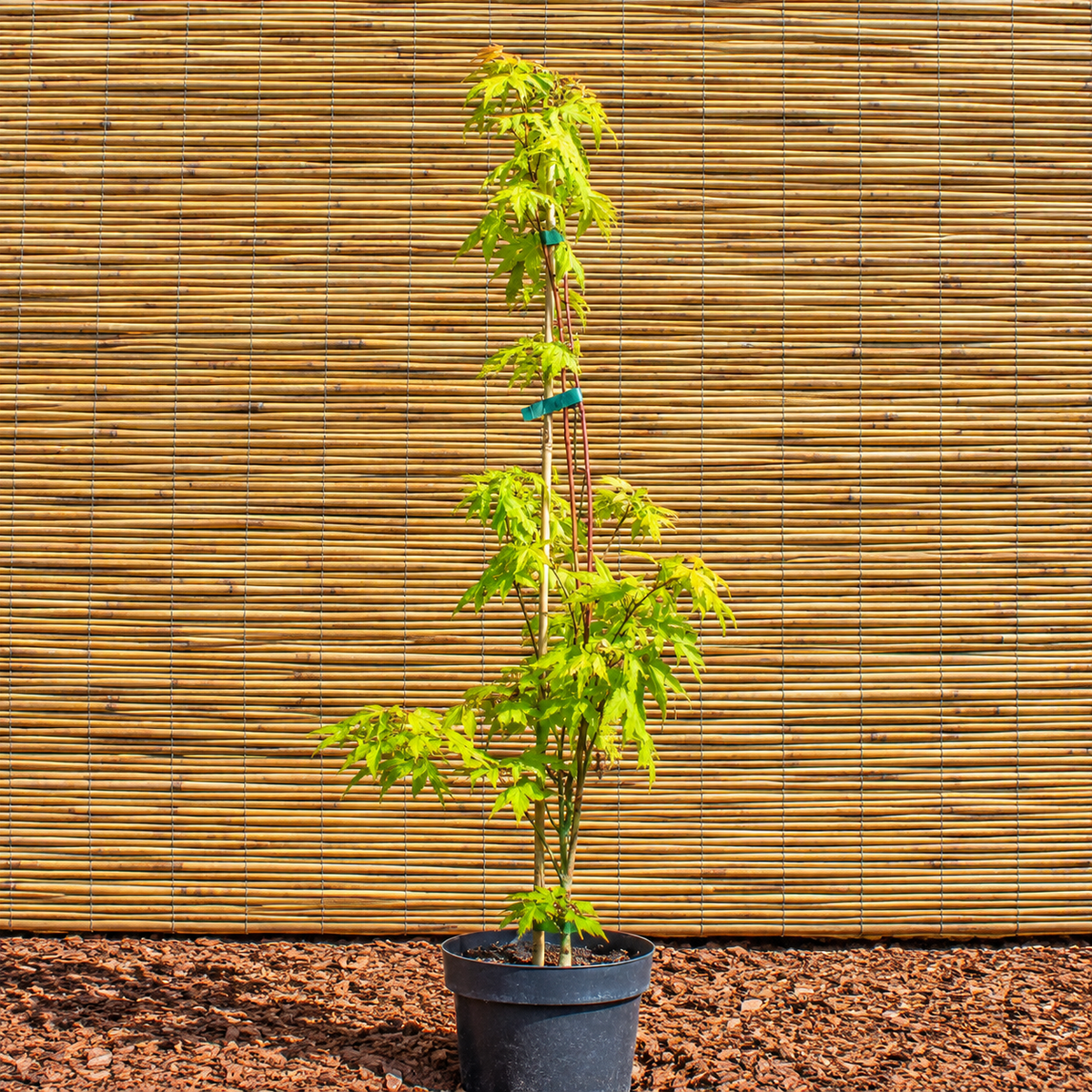 Jordan Japanese Maple – Acer palmatum ‘Jordan’