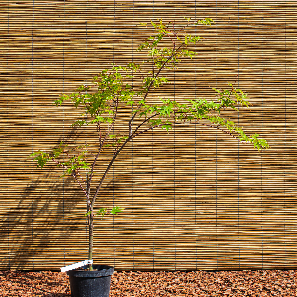 Arakawa Japanese Maple – Acer palmatum ‘Arakawa’