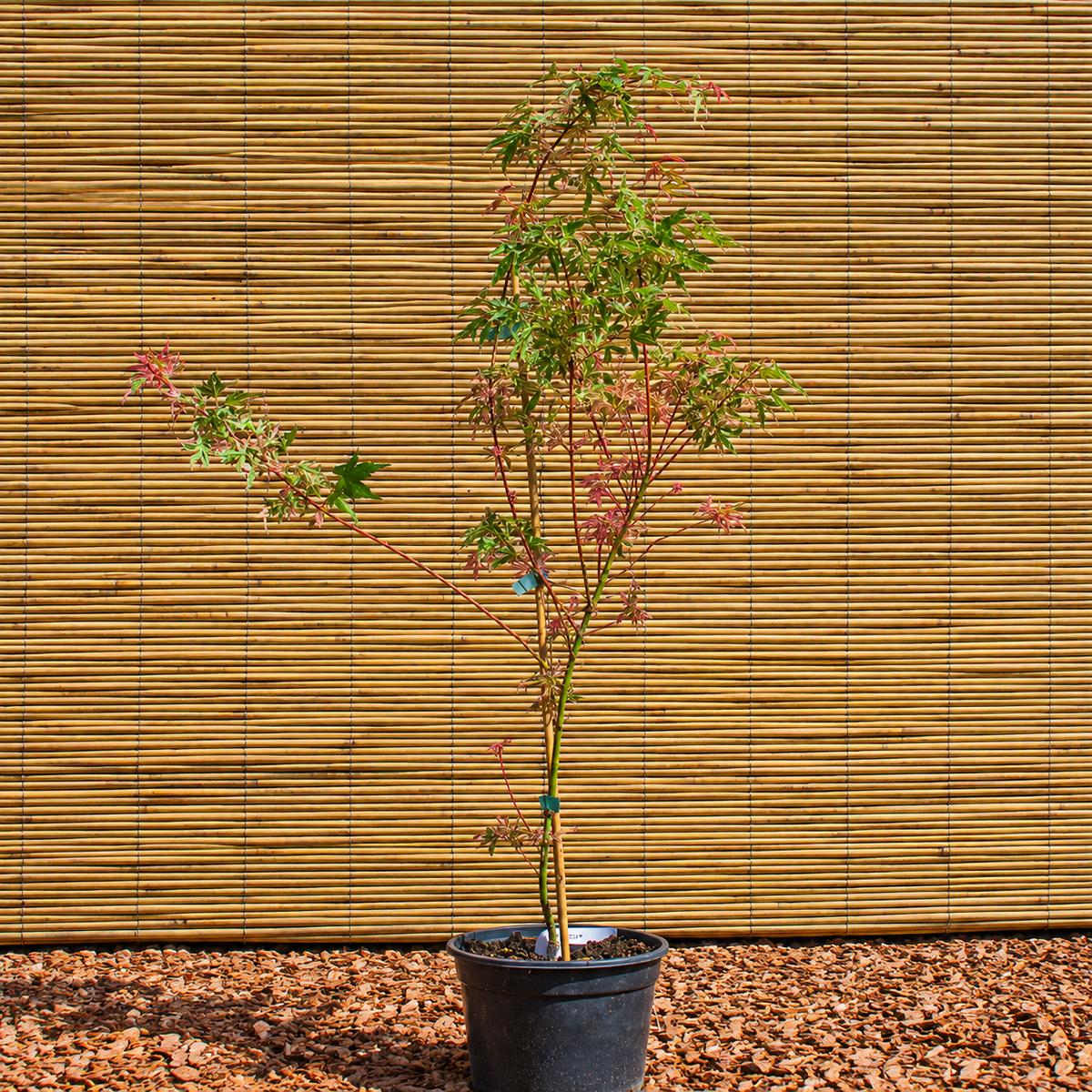 Fächerahorn ‘Butterfly’ – Acer palmatum ‘Butterfly’