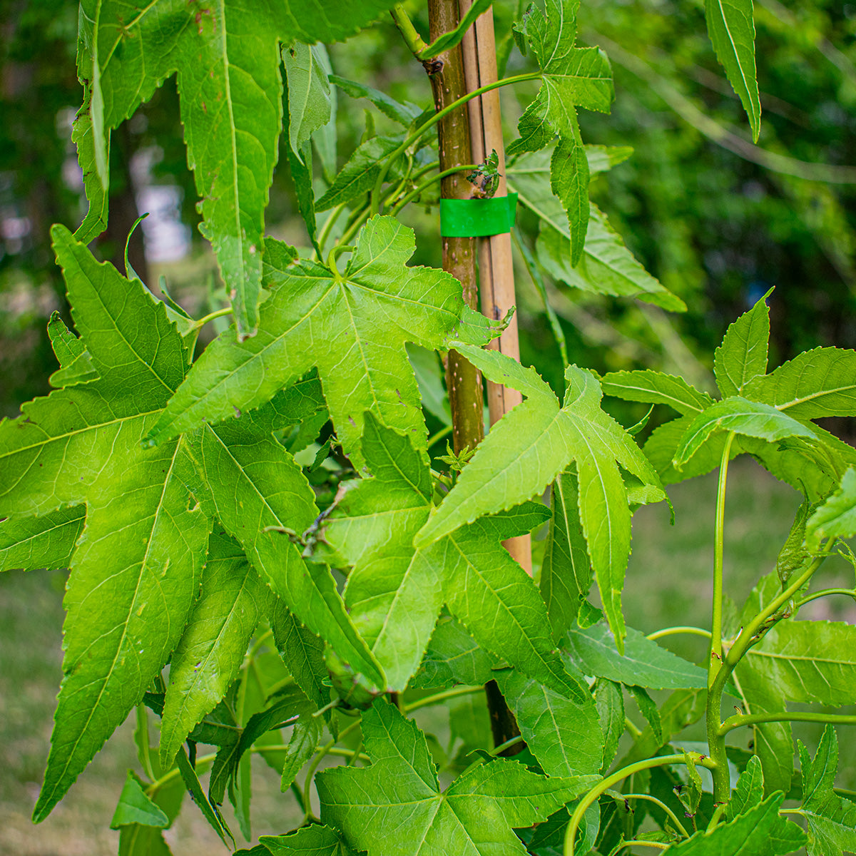 Slender Silhouette Sweetgum – Liquidambar styraciflua ‘Slender Silhouette’
