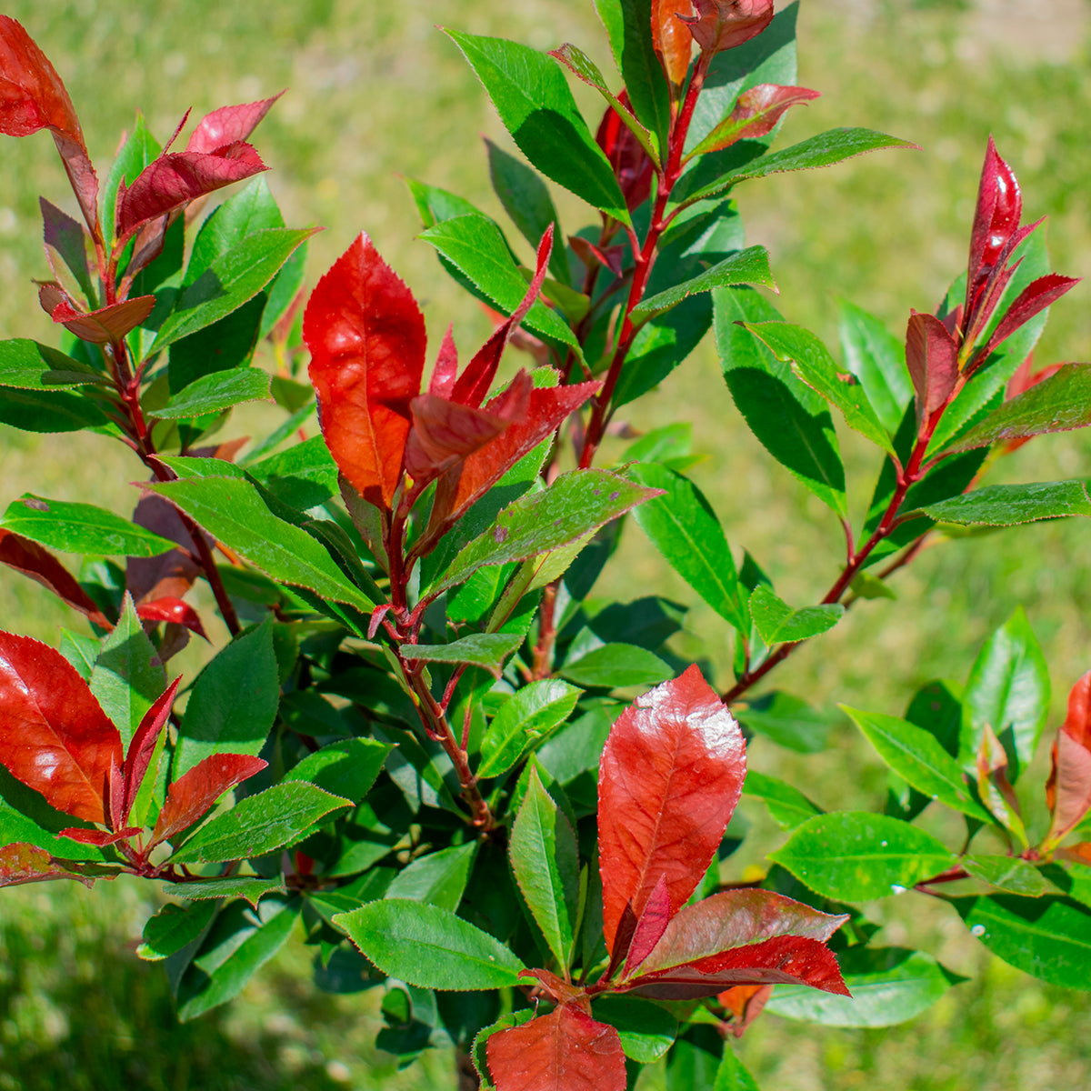 Glanzmispel ‘Carré Rouge’ – Photinia fraseri ‘Carré Rouge’