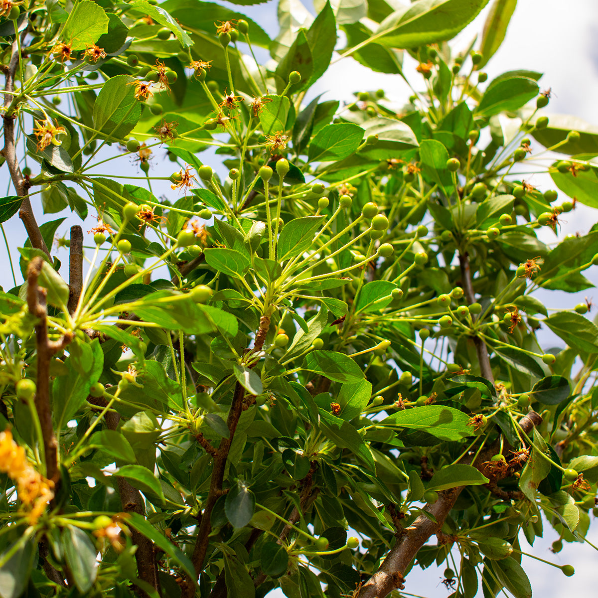 Díszalma ‘Adirondack’ – Malus ‘Adirondack’
