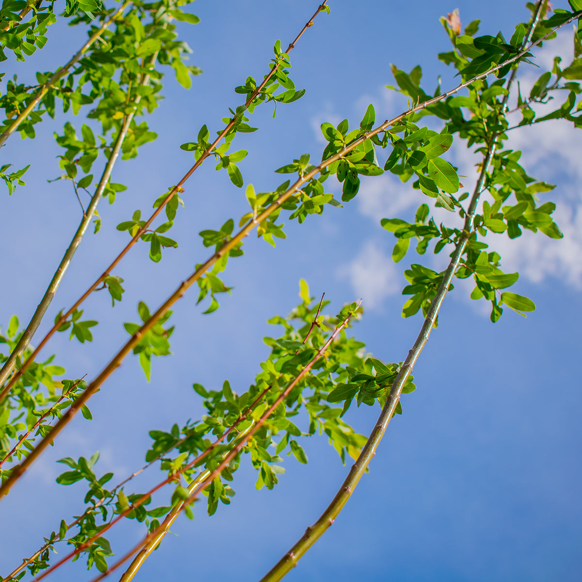 Tarkalevelű fűz ‘Hakuro-Nishiki’ – Salix integra ‘Hakuro-Nishiki’