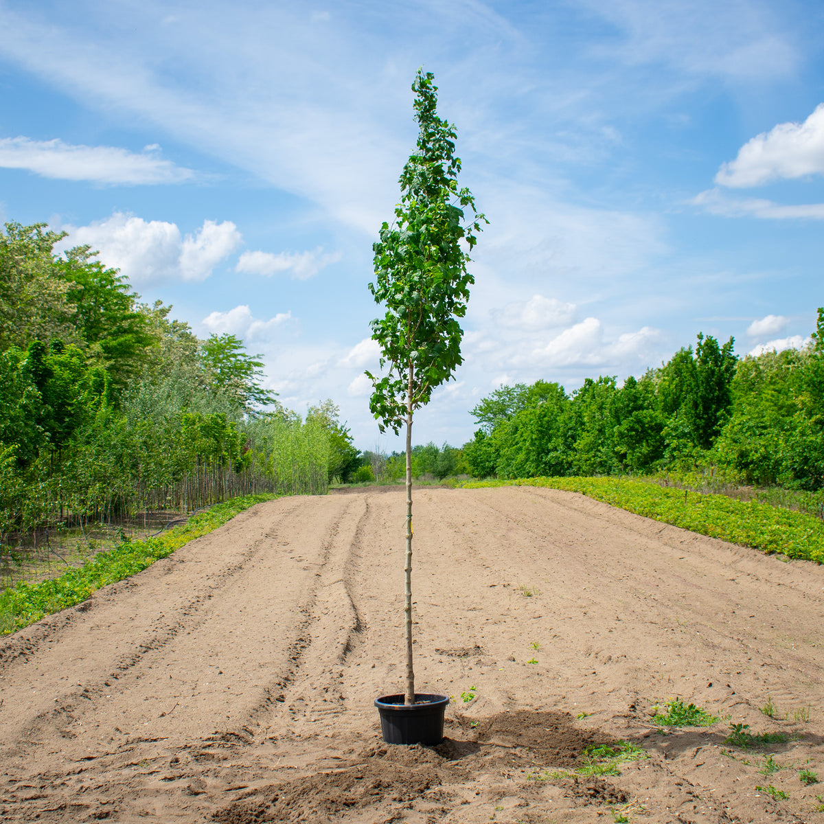 Lienco Field Maple – Acer campestre ‘Lienco’