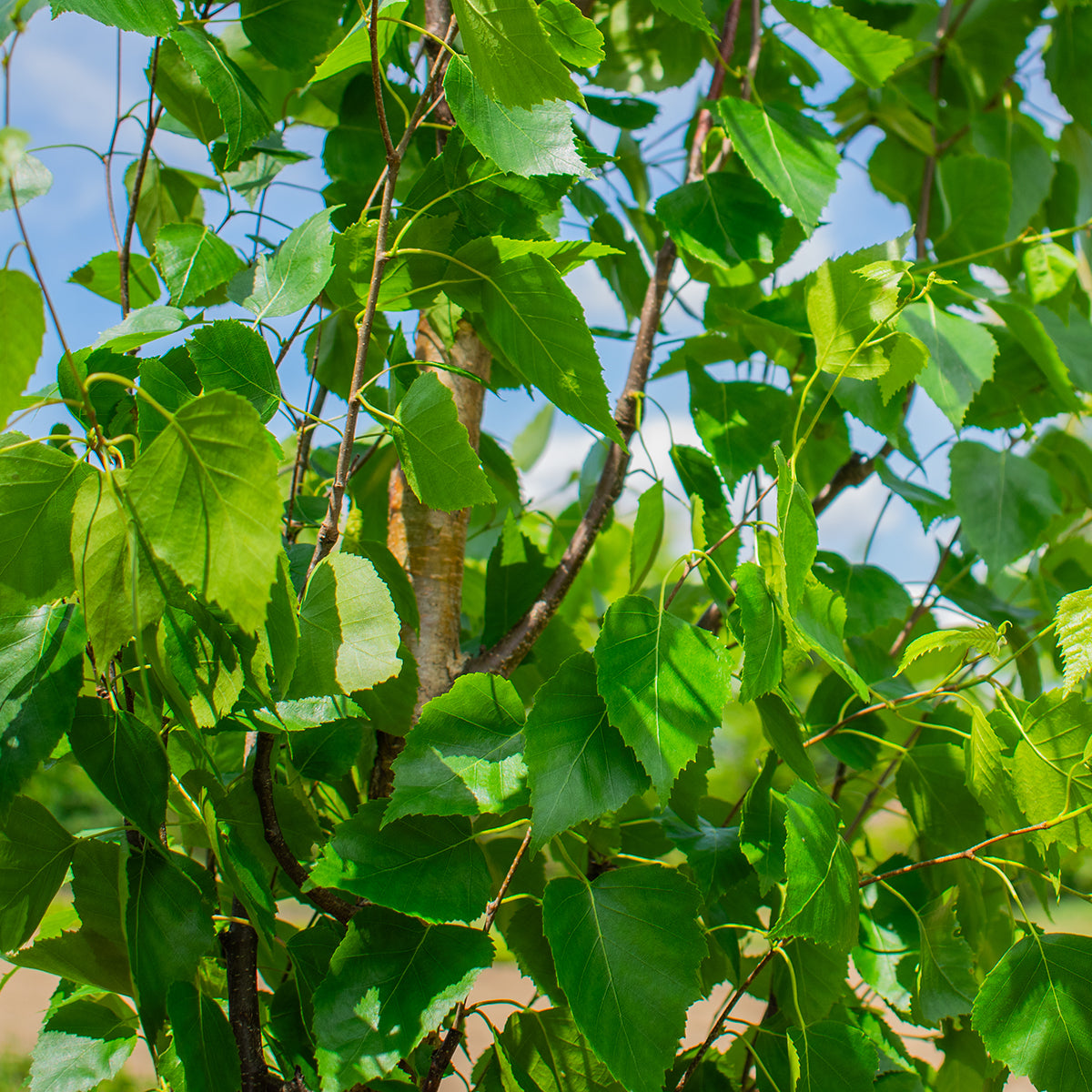Fastigiata Silver Birch – Betula pendula ‘Fastigiata’