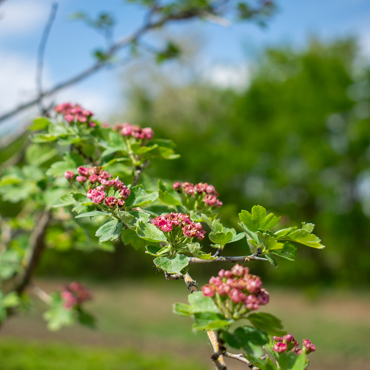 Rotdorn ‘Paul’s Scarlet’ – Crataegus laevigata ‘Paul’s Scarlet’