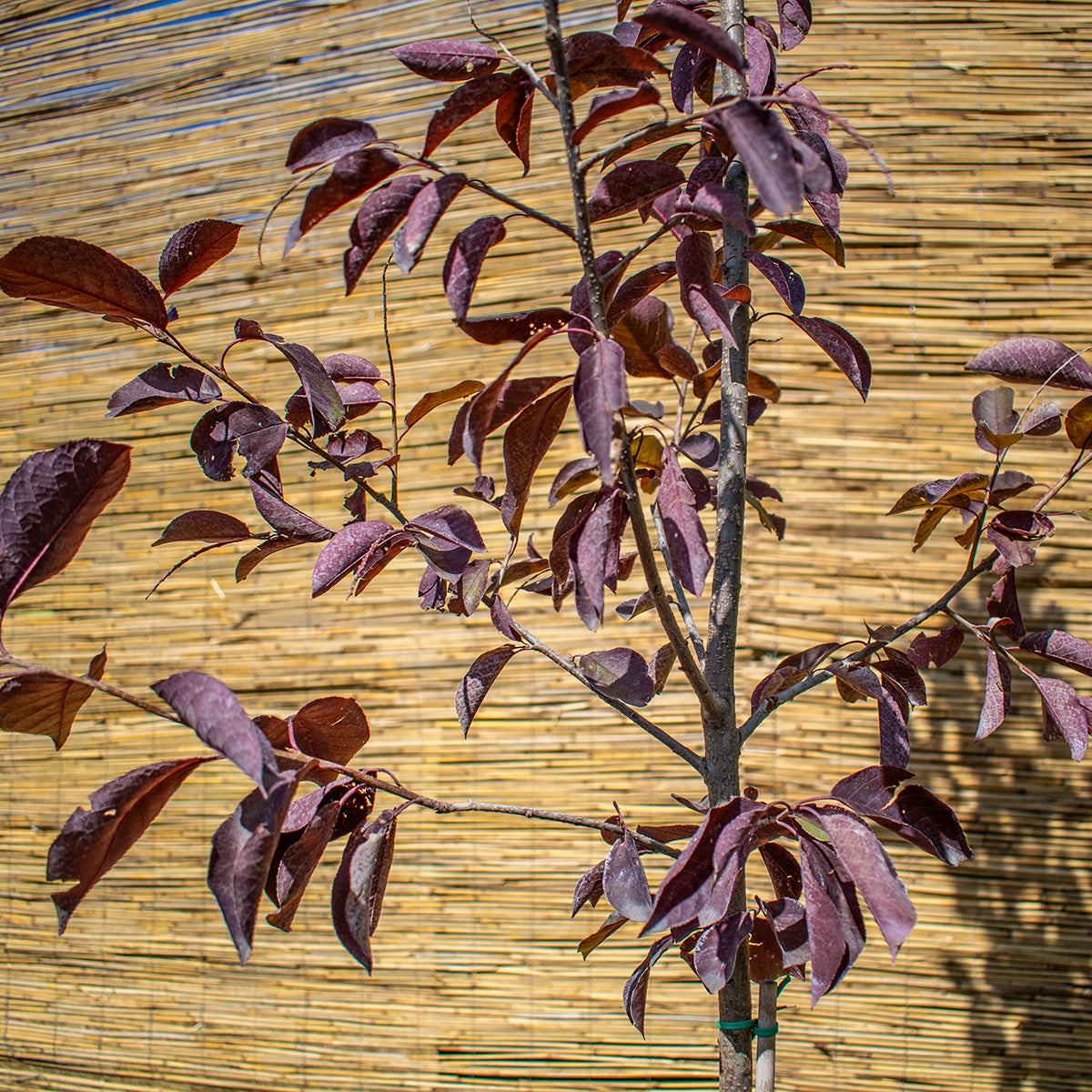 Canada Red Chokecherry – Prunus virginiana ‘Canada Red’