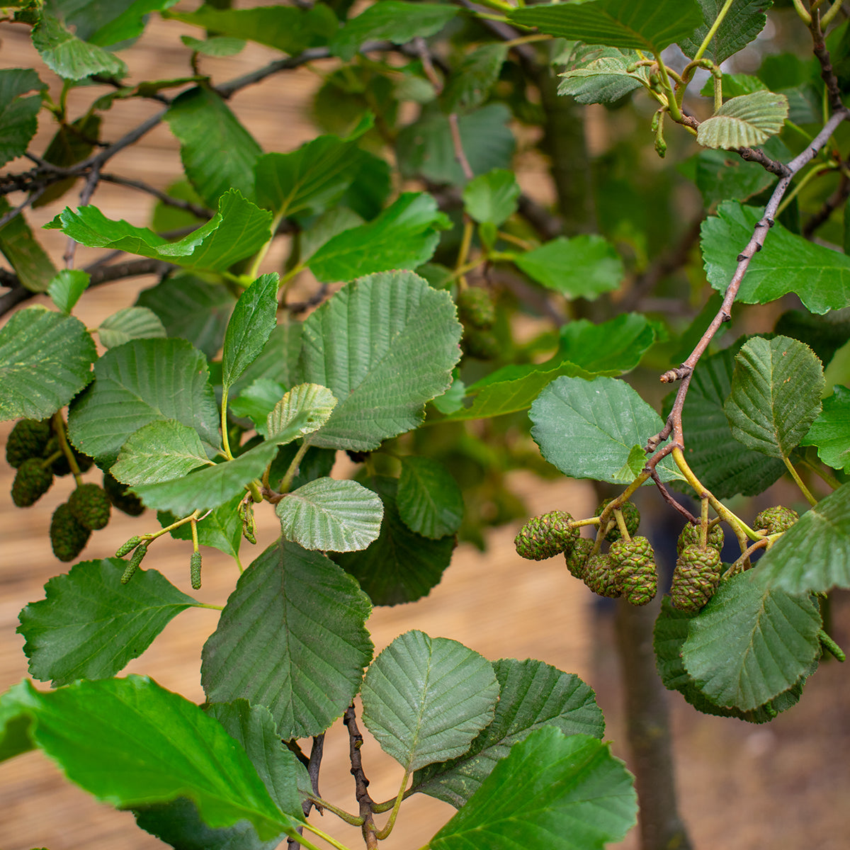 Black Alder – Alnus glutinosa