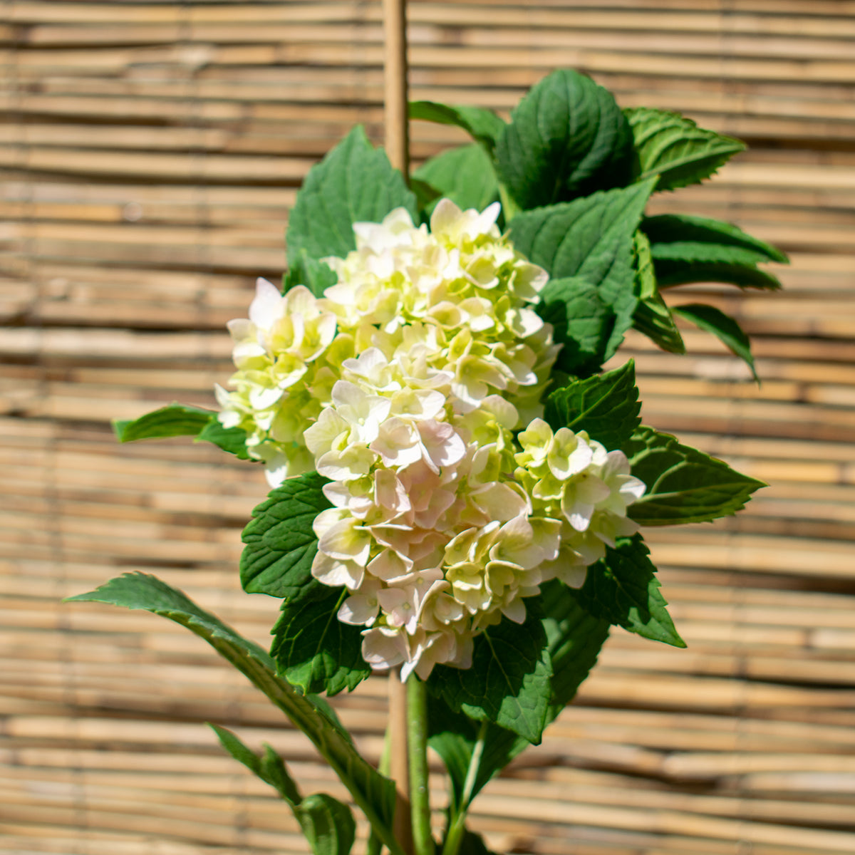 Rispenhortensie ‘Wim’s Red’ – Hydrangea paniculata ‘Wim’s Red’