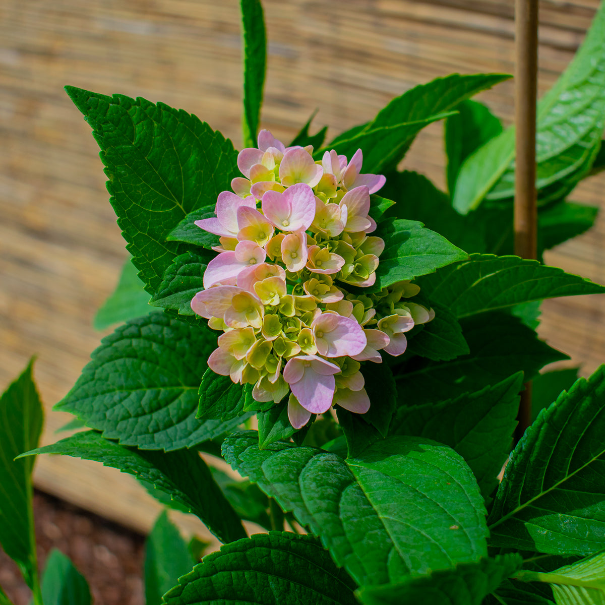 Bauernhortensie ‘Adria’ – Hydrangea macrophylla ‘Adria’