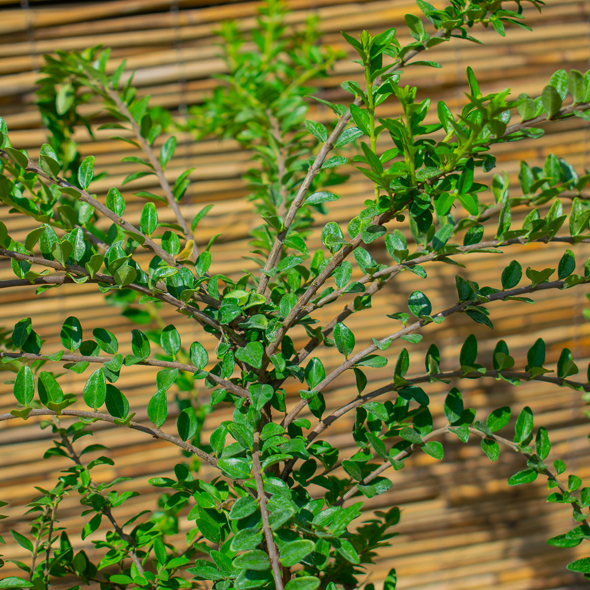 Maigrün Box-leaved Honeysuckle – Lonicera nitida ‘Maigrün’