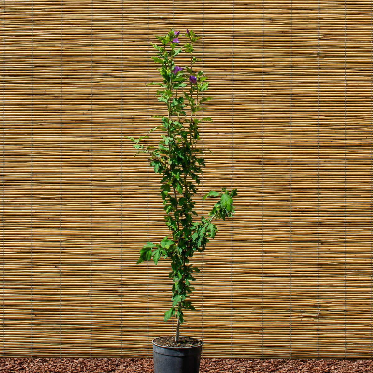 Gartenhibiskus – Hibiscus syriacus