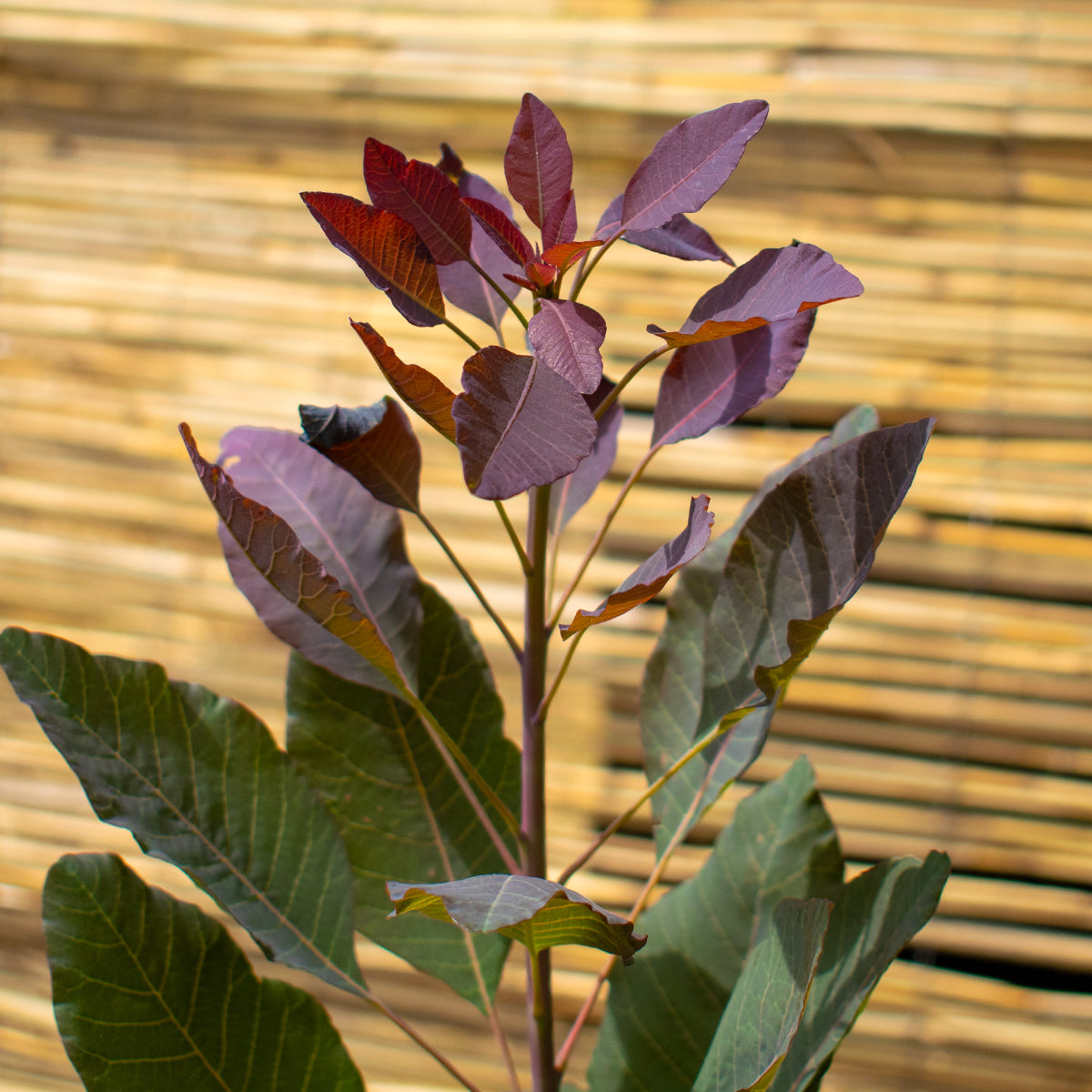 Ruby Glow Smoke Bush – Cotinus coggygria ‘Ruby Glow’