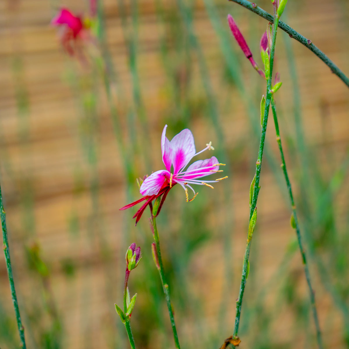 Siskiyou Pink Gaura – Gaura lindheimeri ‘Siskiyou Pink’