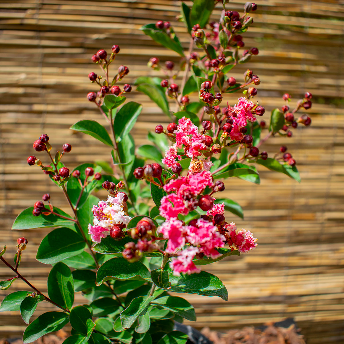 Lagerströmie ‘Berlingot Menthe’ – Lagerstroemia indica ‘Berlingot Menthe’