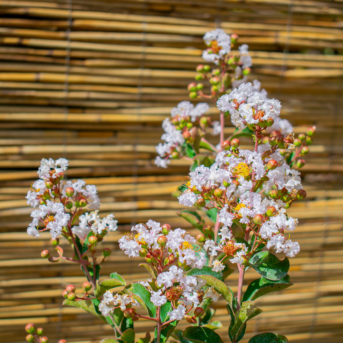 Lagerströmie ‘Nivea’ – Lagerstroemia indica ‘Nivea’