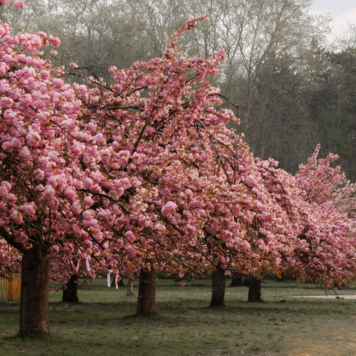 Trees