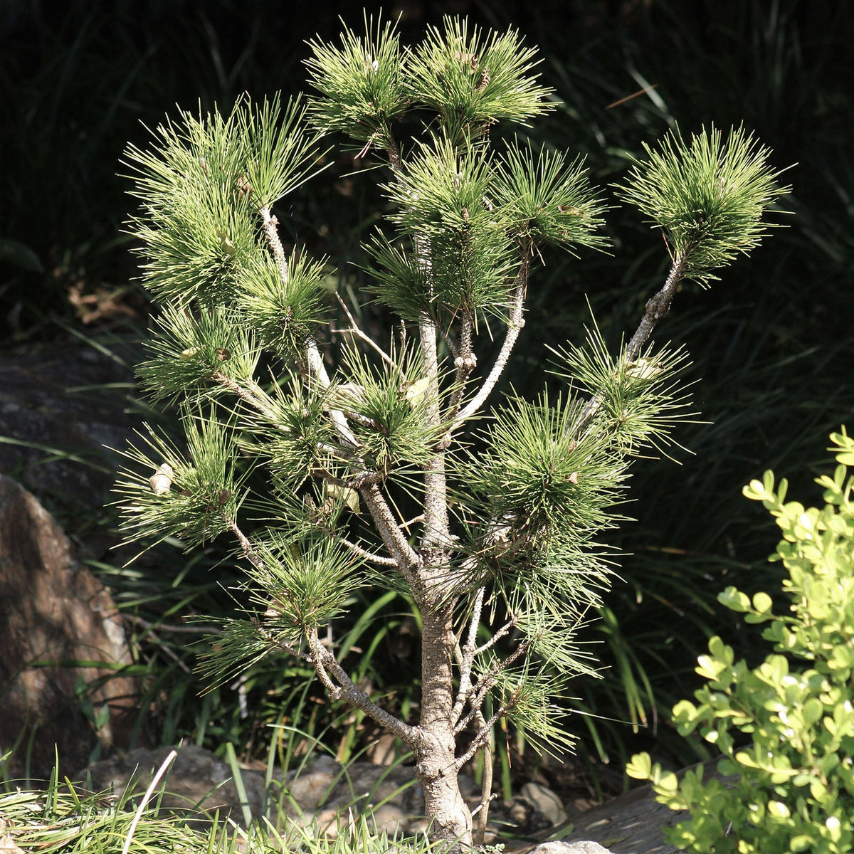Conifers & Evergreens