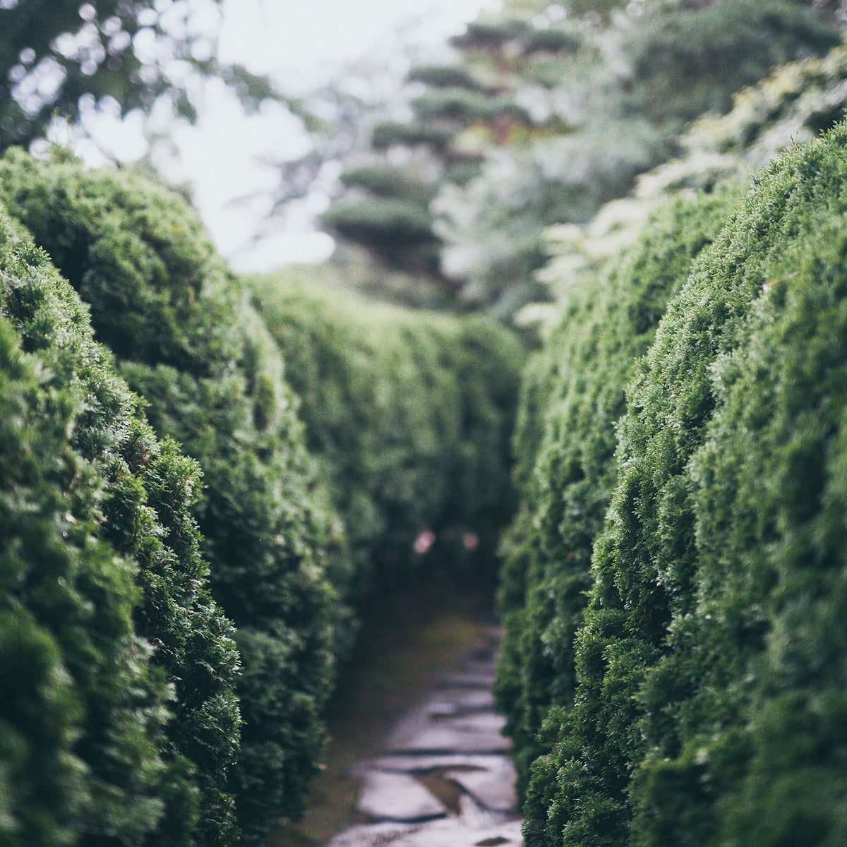 Perennials, Grasses & Climbers