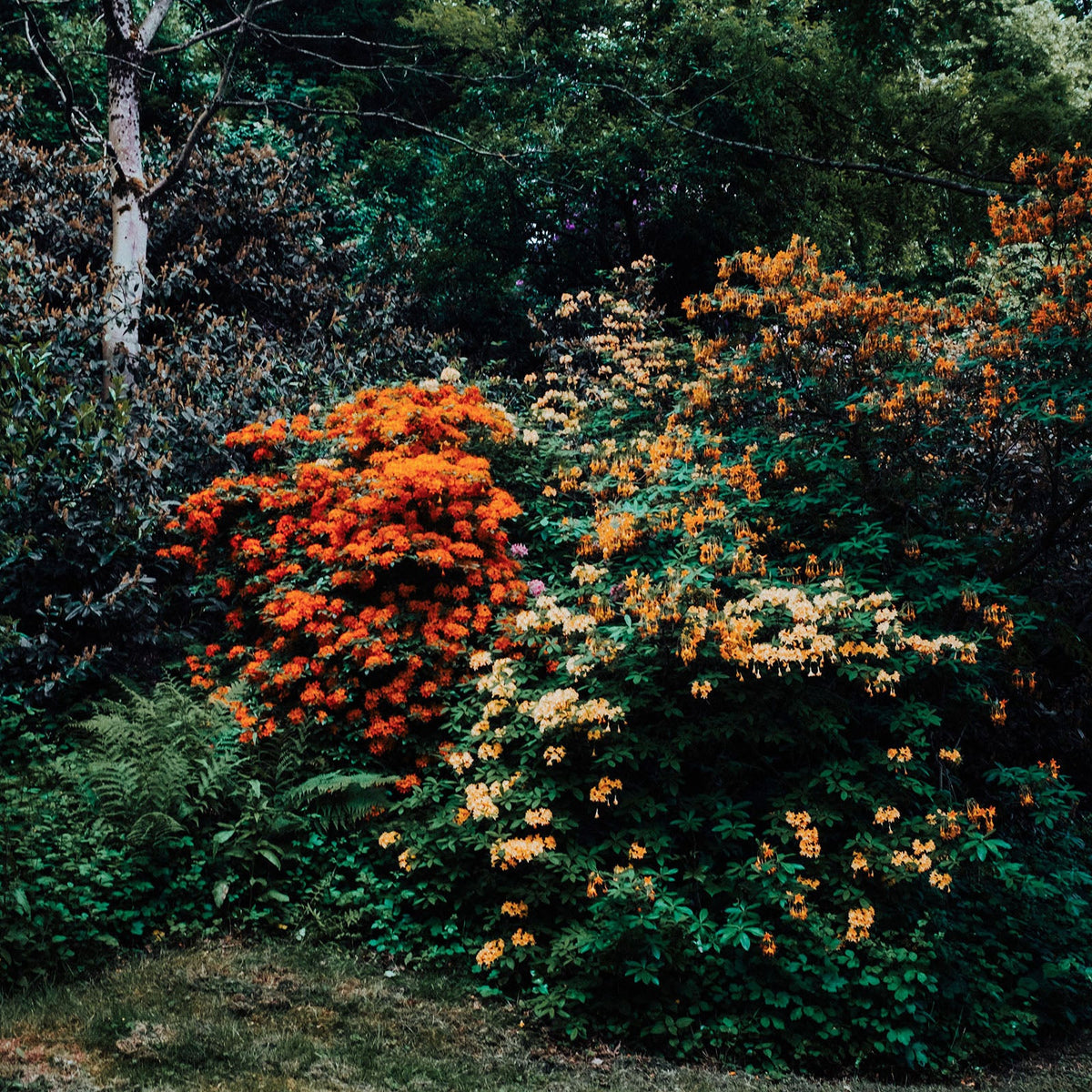 Shrubs