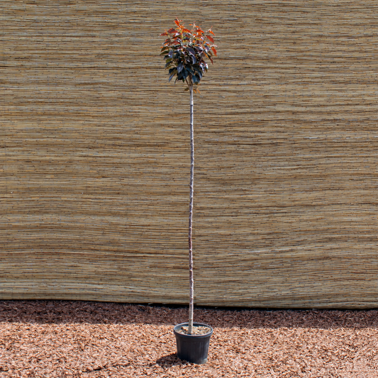 Royal Burgundy Japanese Flowering Cherry – Prunus serrulata ‘Royal Burgundy’