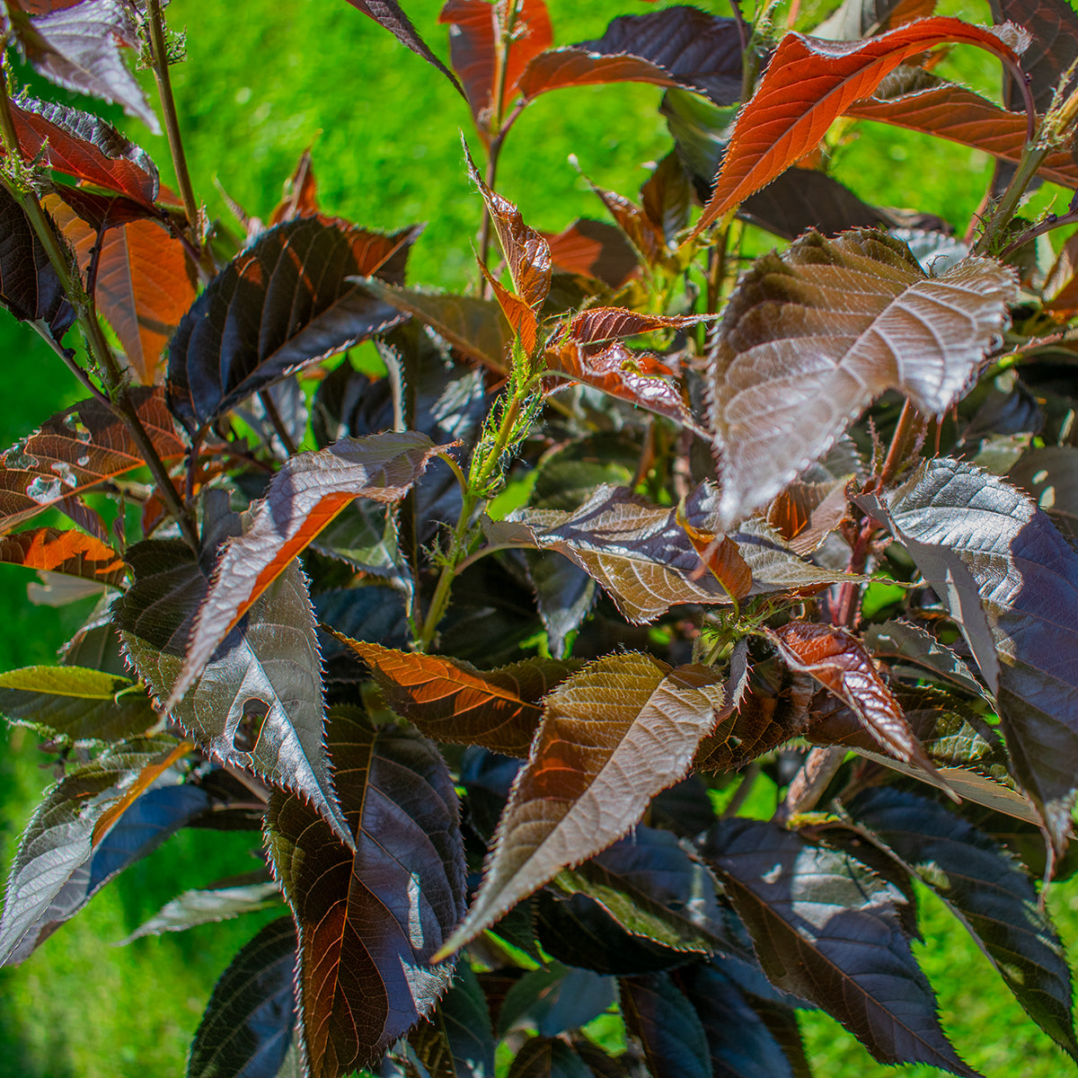 Japanische Zierkirsche ‘Royal Burgundy’ – Prunus serrulata ‘Royal Burgundy’
