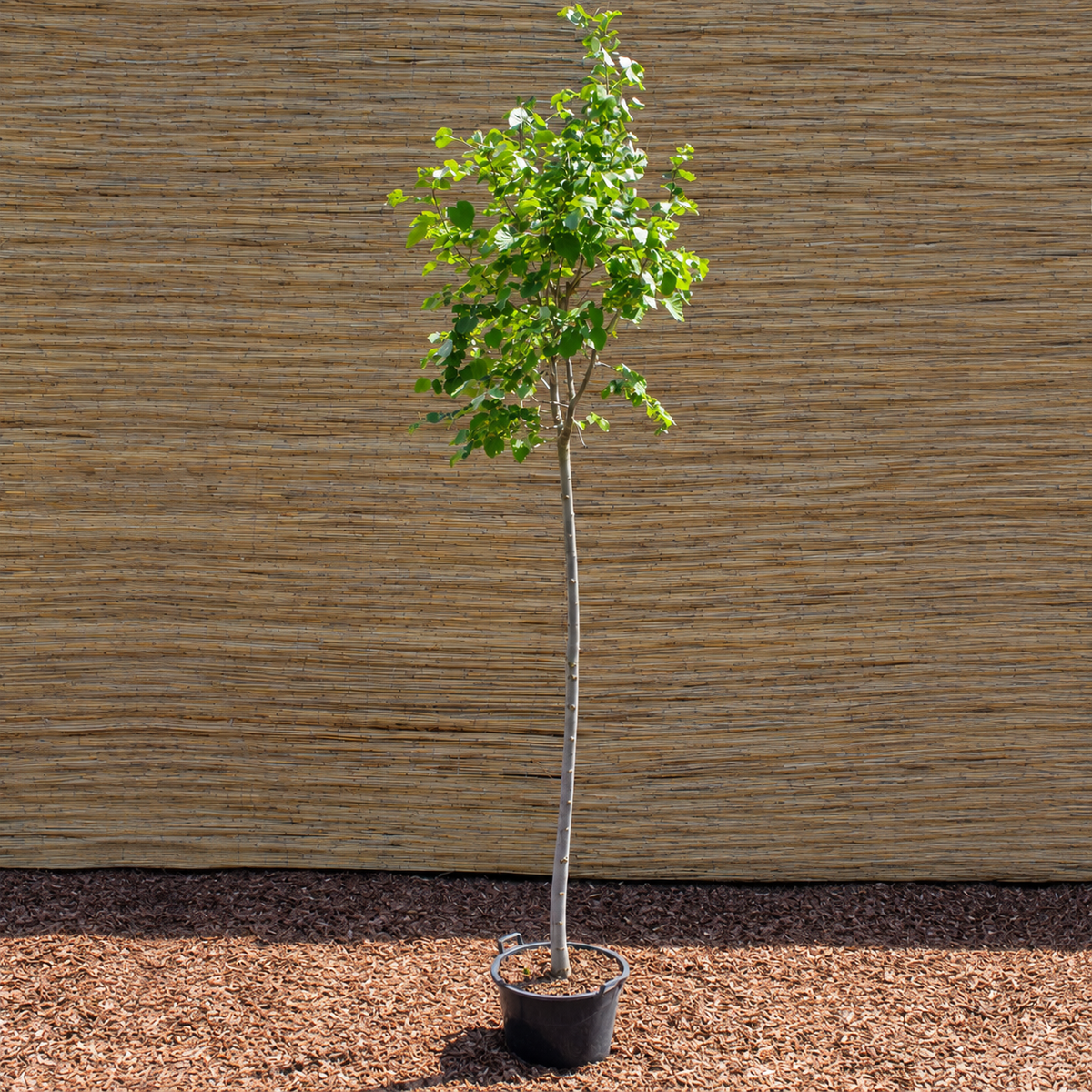 Green Globe Littleleaf Linden – Tilia cordata ‘Green Globe’