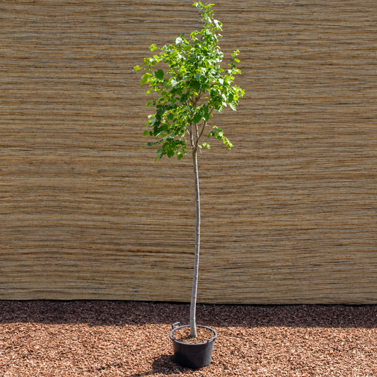 Green Globe Littleleaf Linden – Tilia cordata ‘Green Globe’