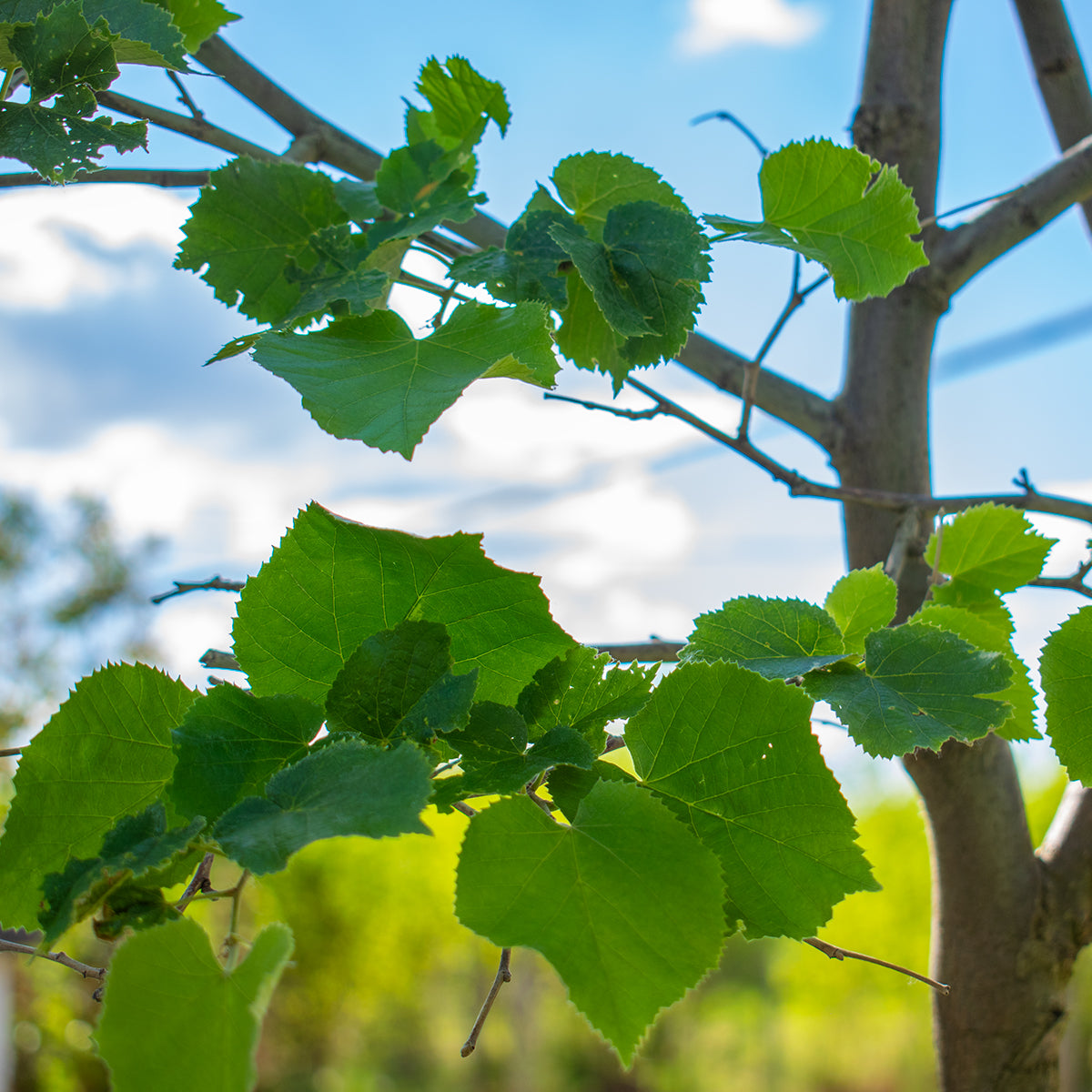 Green Globe Littleleaf Linden – Tilia cordata ‘Green Globe’