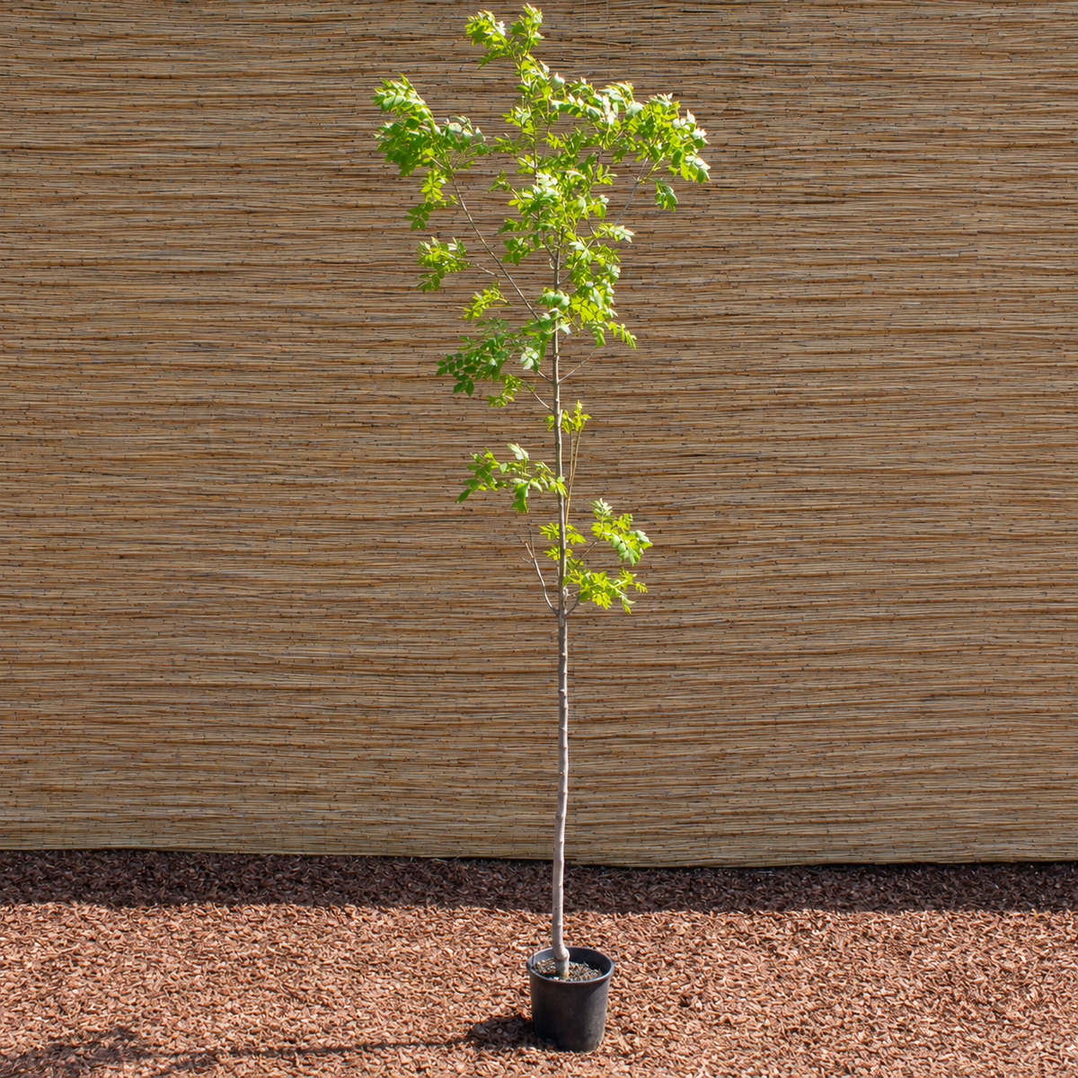 European Ash – Fraxinus excelsior