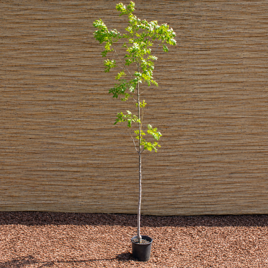 European Ash – Fraxinus excelsior