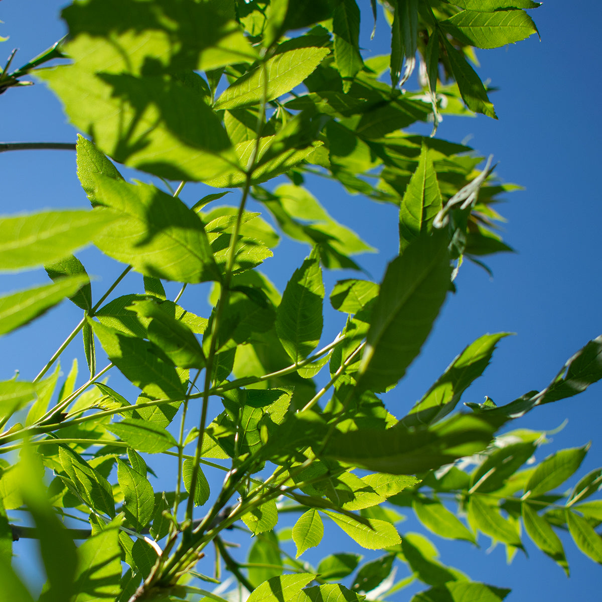 European Ash – Fraxinus excelsior