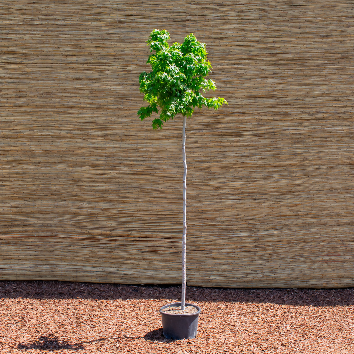 Gum Ball Sweetgum – Liquidambar ‘Gum Ball’