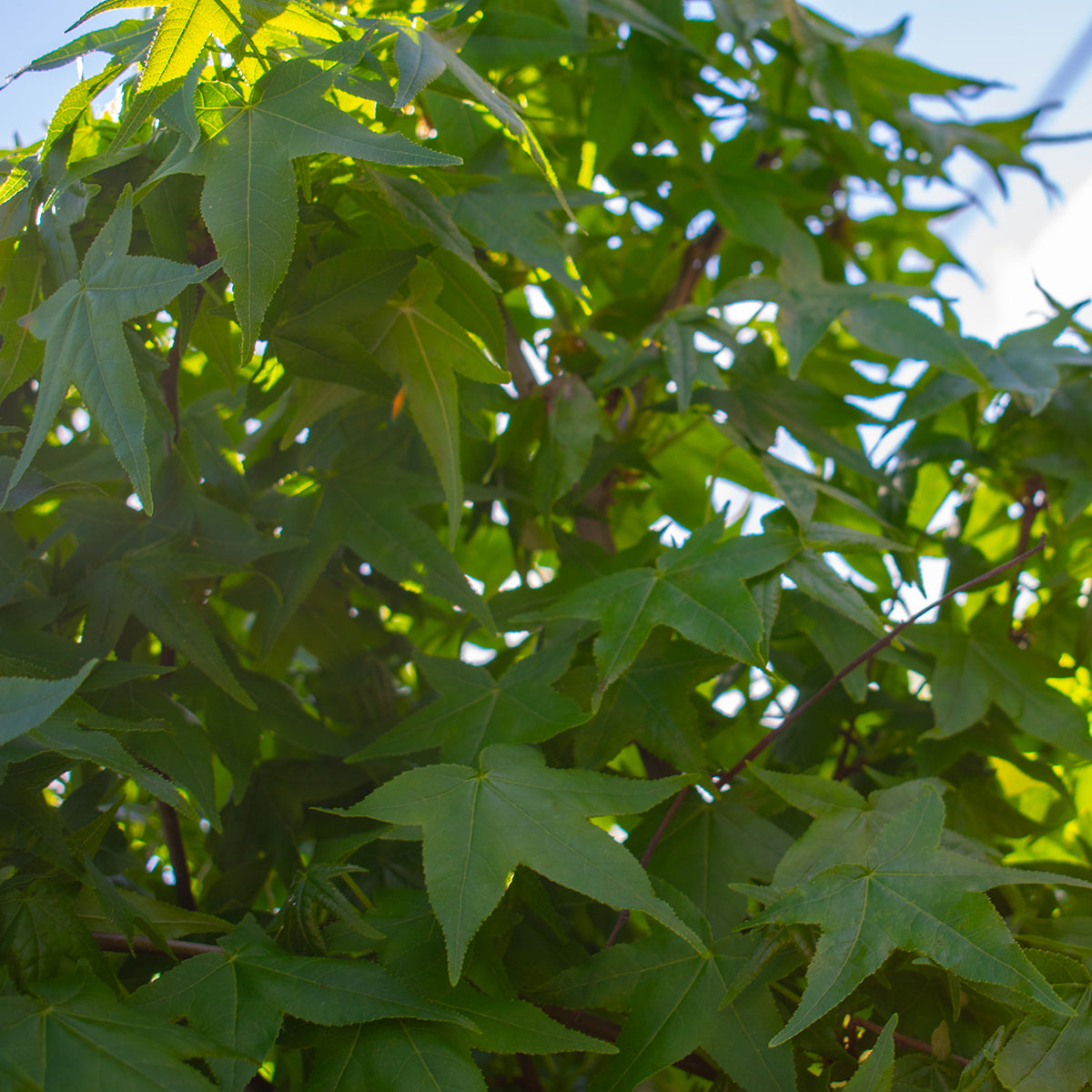 Gum Ball Sweetgum – Liquidambar ‘Gum Ball’