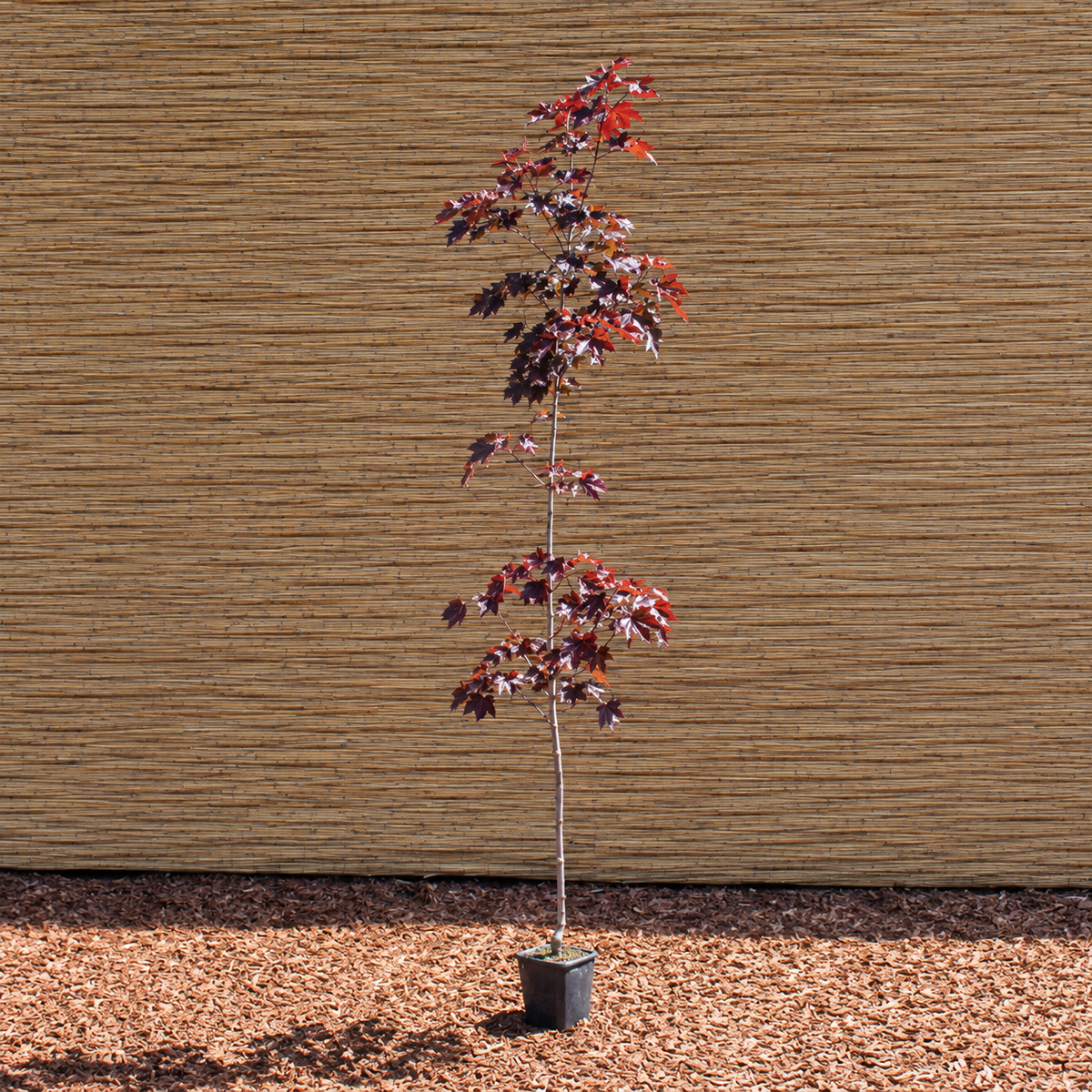 Crimson King Norway Maple – Acer platanoides ‘Crimson King’