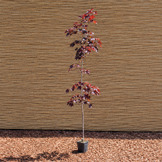 Crimson King Norway Maple – Acer platanoides ‘Crimson King’