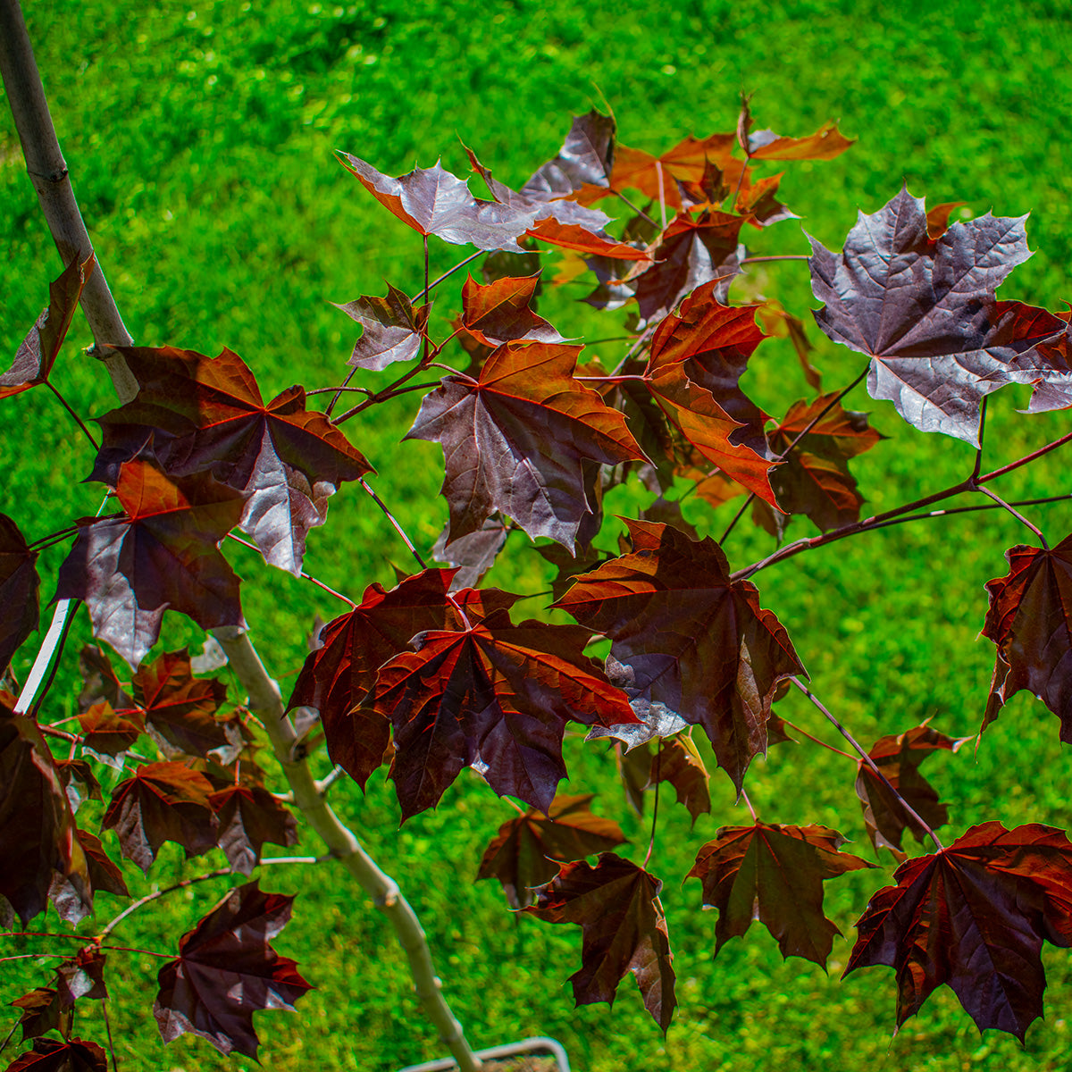 Crimson King Norway Maple – Acer platanoides ‘Crimson King’
